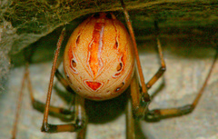 Latrodectus geometricus