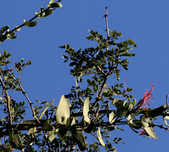 Plicosepalus amplexicaulis