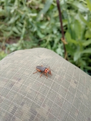 Cantharis annularis