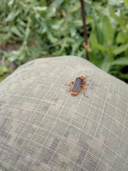 Cantharis annularis