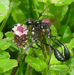 Eremnophila aureonotata