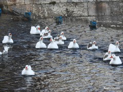 Anser anser domesticus