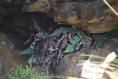 Blechnum punctulatum punctulatum