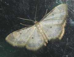 Idaea politaria