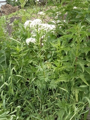 Valeriana officinalis