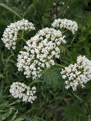 Valeriana officinalis