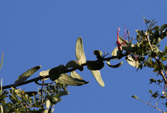 Plicosepalus amplexicaulis