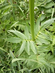 Valeriana officinalis