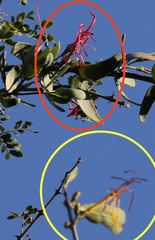 Plicosepalus amplexicaulis