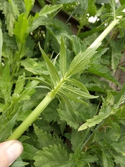 Valeriana officinalis