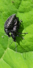 Otiorhynchus caudatus
