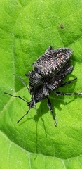 Otiorhynchus caudatus