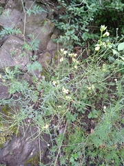Erysimum crepidifolium
