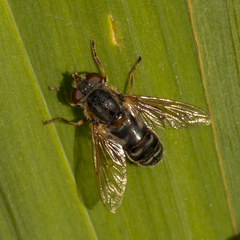 Anasimyia bilinearis