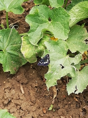 Limenitis reducta