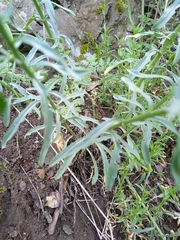 Erysimum crepidifolium