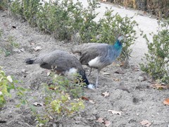 Pavo cristatus