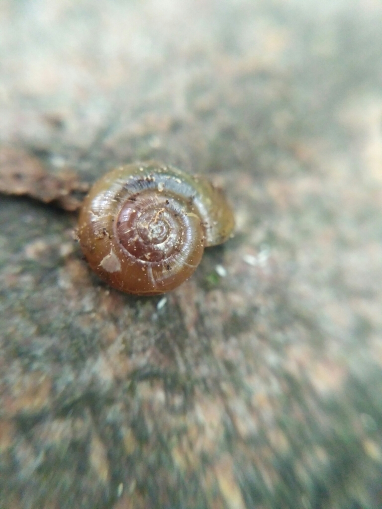 Retinella minor
