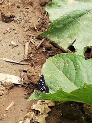 Limenitis reducta