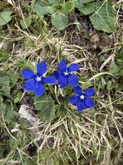 Gentiana verna