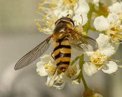 Epistrophe xanthostoma