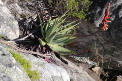 Aloe succotrina