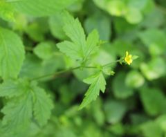 Geum urbanum