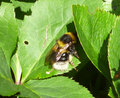 Bombus hortorum