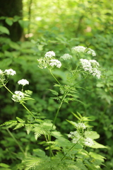 Anthriscus sylvestris