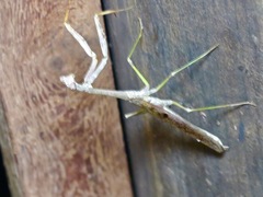 Stagmomantis floridensis