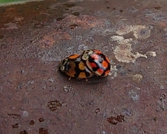 Adalia decempunctata