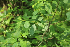 Frangula alnus