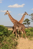 Giraffes and Okapi - Photo (c) Manuel Schwarz, some rights reserved (CC BY), uploaded by Manuel Schwarz