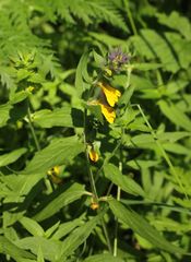 Melampyrum nemorosum