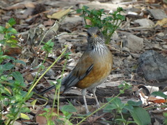 Turdus rufopalliatus