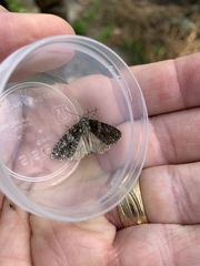 Acronicta cryptica