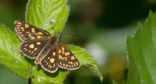 Chequered Skipper, Oisterwijk, NL-NB, NL, photo 6 of 10