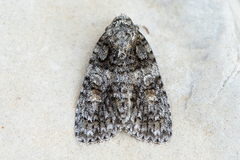 Acronicta cryptica