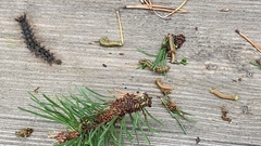 Acantholyda erythrocephala