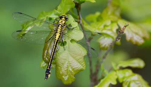 Common Clubtail, Oisterwijk, NL-NB, NL, photo 9 of 10