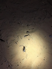 Anthia duodecimguttata