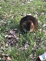 Myocastor coypus