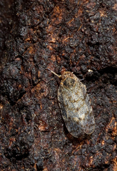 Tachycixius pilosus