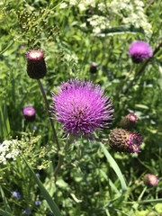 Cirsium heterophyllum