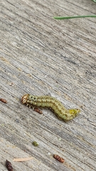 Acantholyda erythrocephala