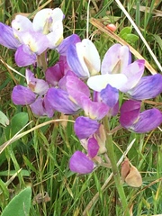 Lupinus variicolor