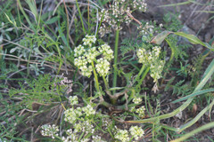 Lomatium dasycarpum