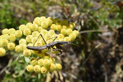Bolivaria brachyptera