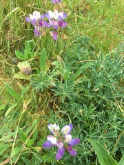 Lupinus variicolor