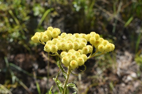 Helichrysum maracandicum (Helichrysum maracandicum)